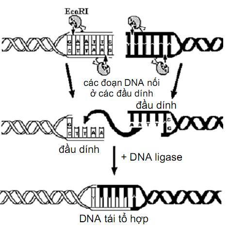 Cơ chế hoạt động của enzyme ligase