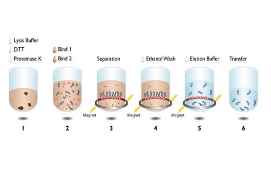 Tinh sạch DNA bằng hạt từ tính